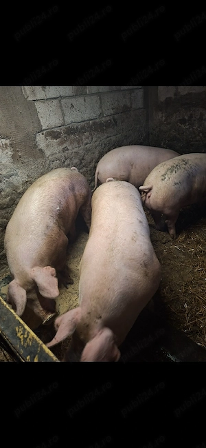 vand porci crescuti in gosadarie 