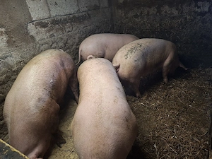 vand porci crescuti in gosadarie  - imagine 2
