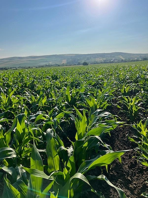 Arendez teren agricol