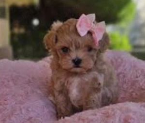 baietel de maltipoo toy, vaccinat