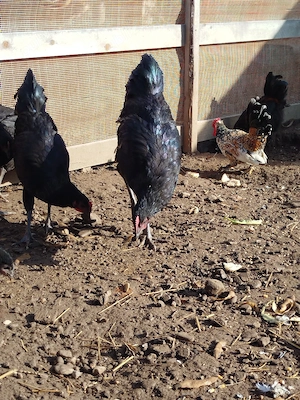 cocosi australorp  - imagine 4