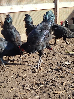 cocosi australorp 