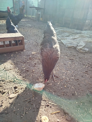 cocosi australorp  - imagine 3
