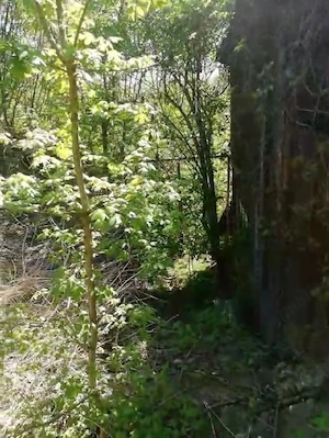 Teren intravilan in Deva zona Caprioara - imagine 3