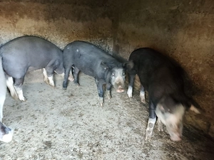 Purcei de vânzare rasa Duroc cu pietrain  - imagine 2