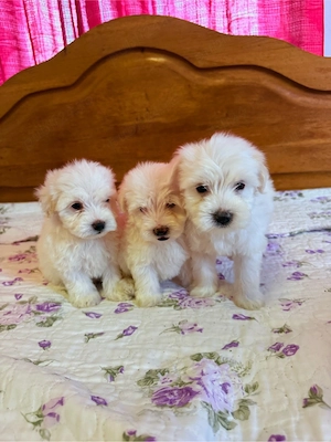 Bichon maltez rasa pura  - imagine 2