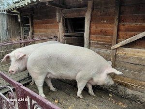 Vand porci pentru sacrificat  - imagine 3