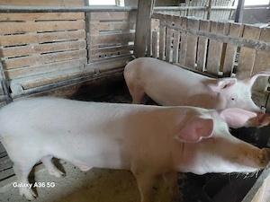 Vand porci pentru sacrificat 