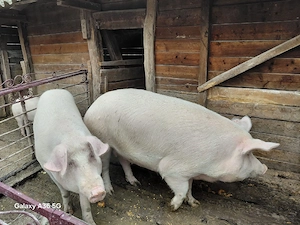 Vand porci pentru sacrificat  - imagine 4