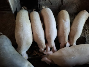 Porci de vânzare!