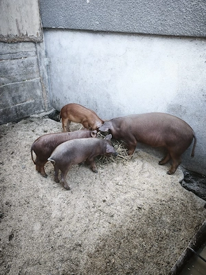 3 scrofite duroc 