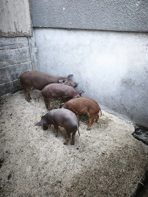 3 scrofite duroc  - imagine 2