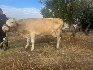 Vand vaca fara coarne buna de lapte