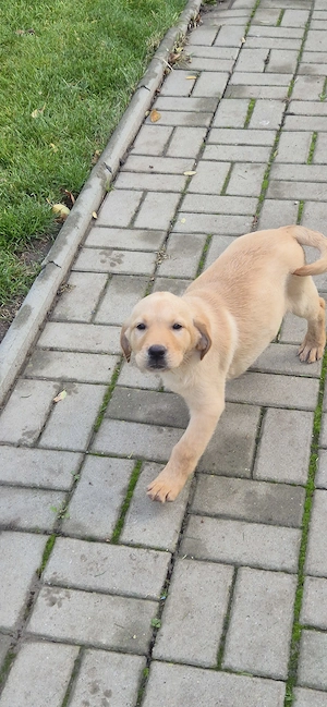 Labrador Golden Retriever