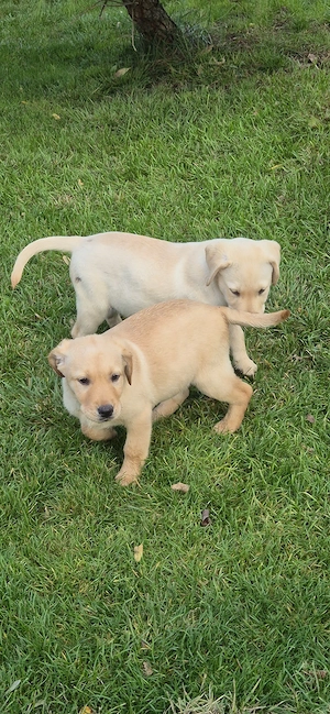 Labrador Golden Retriever - imagine 4