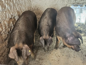 vand 3 porci de calitate rasa duroc original dela 170-185-260 kg - imagine 4