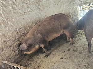 vand 3 porci de calitate rasa duroc original dela 170-185-260 kg