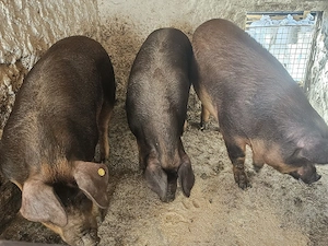 vand 3 porci de calitate rasa duroc original dela 170-185-260 kg - imagine 3