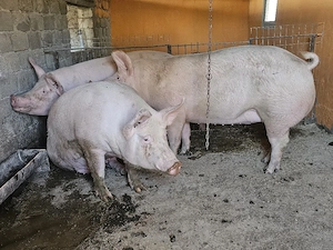 vand 3 porci rasa de calitate marele alb de carne 200-280-285 kg - imagine 5