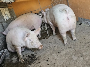 vand 3 porci rasa de calitate marele alb de carne 200-280-285 kg - imagine 4