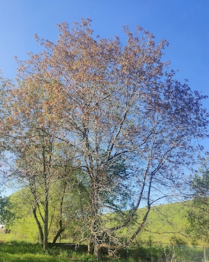 Teren 1000 mp pt casă în Salicea, capăt de stradă, utilități, gard - imagine 3