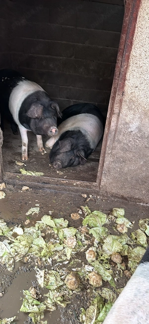 Porci basna de vanzare