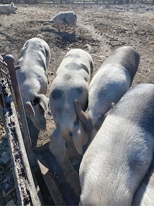 Vand porci