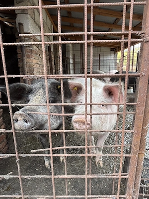 Porci de vanzare pentru Craciun - imagine 2