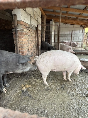 Porci de vanzare pentru Craciun - imagine 3