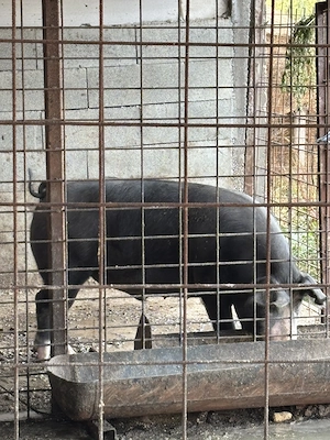 Porci de vanzare pentru Craciun - imagine 4