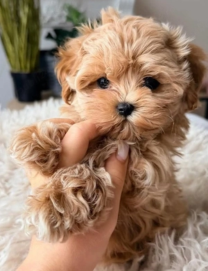Maltipoo puiuți disponibili imediat.  Asigur transport personal! - imagine 3