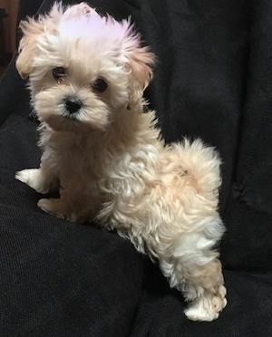 Maltipoo puiuți disponibili imediat.  Asigur transport personal! - imagine 5