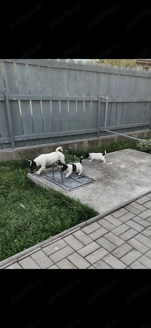 Pui de Jack Russell Terrier - imagine 5