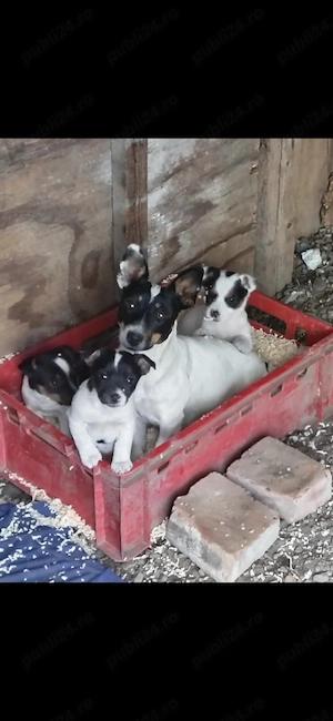 Pui de Jack Russell Terrier