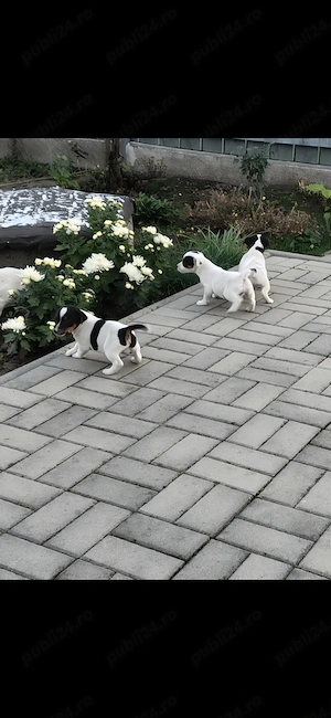 Pui de Jack Russell Terrier - imagine 3