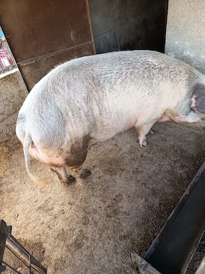 Porc pentru sacrificat de vanzare - imagine 2