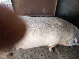 Porc pentru sacrificat de vanzare