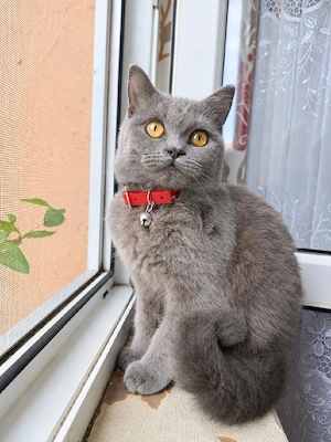 Pisică British Shorthair  - imagine 2