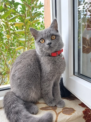 Pisică British Shorthair  - imagine 3