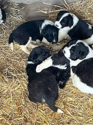 Căței Ciobănesc de Bucovina - imagine 3