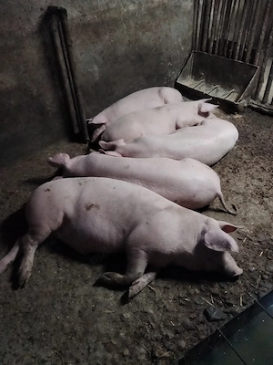 Porci grasi