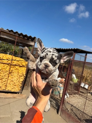 Vand Pui de Bulldog Francez - imagine 5