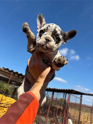 Vand Pui de Bulldog Francez - imagine 2