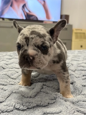 Vand Pui de Bulldog Francez - imagine 3