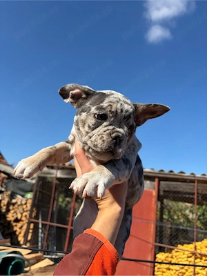 Vand Pui de Bulldog Francez - imagine 4