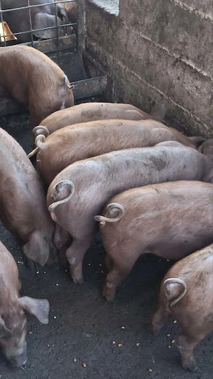 Purcei duroc