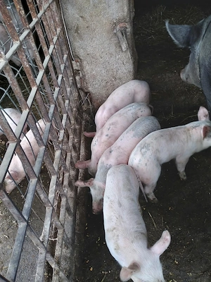Vând purcei de 7 săptămâni - imagine 3