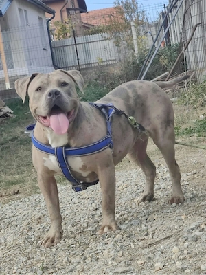 Femela American bully ABKC