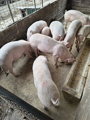 porci purcei de vânzare  - imagine 3
