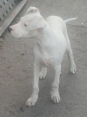 dogo argentino